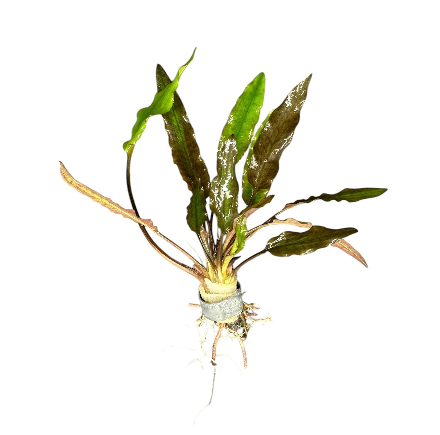Cryptocoryne Lutea | AquaticMotiv