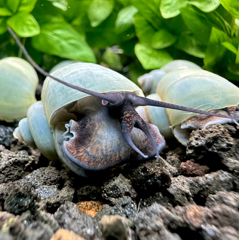 3 Blue Mystery Snails (Pomacea Bridgesii) - [AquaticMotiv]