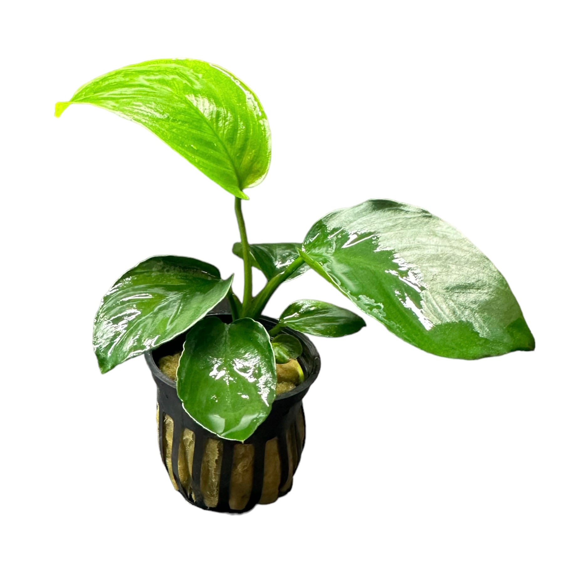 Anubias barteri