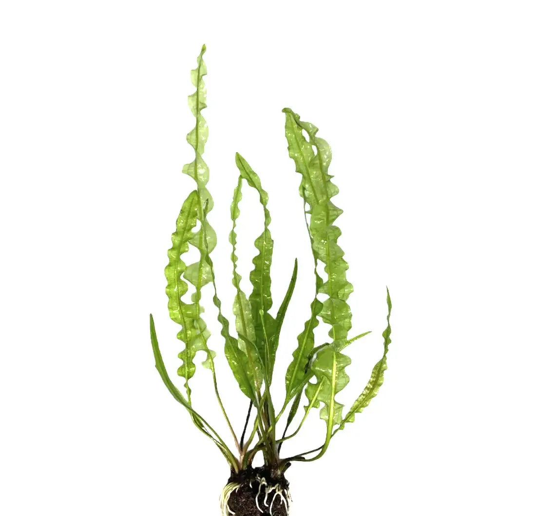 Aponogeton capuronii Graceful Strap Leaves | Aquatic Motiv