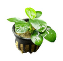 Anubias Nana Thick Leaf - AquaticMotiv