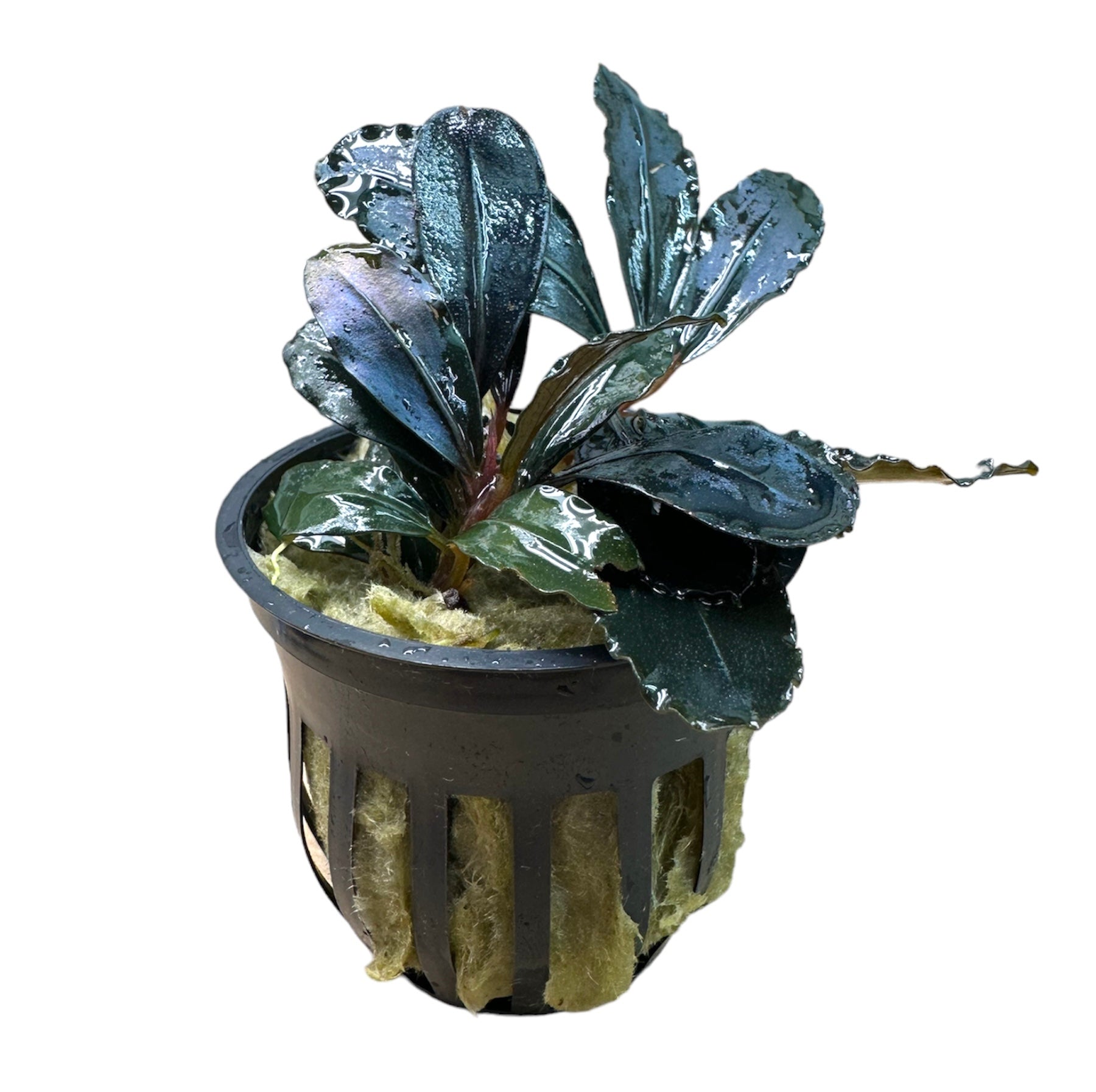 水草 Bucephalandra sp. Super Dark Blue Bucephalandra sp. 