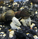 2 Blue Poso Rabbit Snail (Tylomelania Sp.) - AquaticMotiv