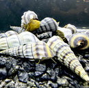 2 Purple Stripped Hercules Snail (Brotia Herculea) - AquaticMotiv