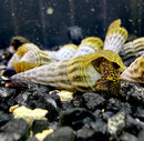 2 Himalayan Rabbit Snails (Tylomelania Sp.) - AquaticMotiv