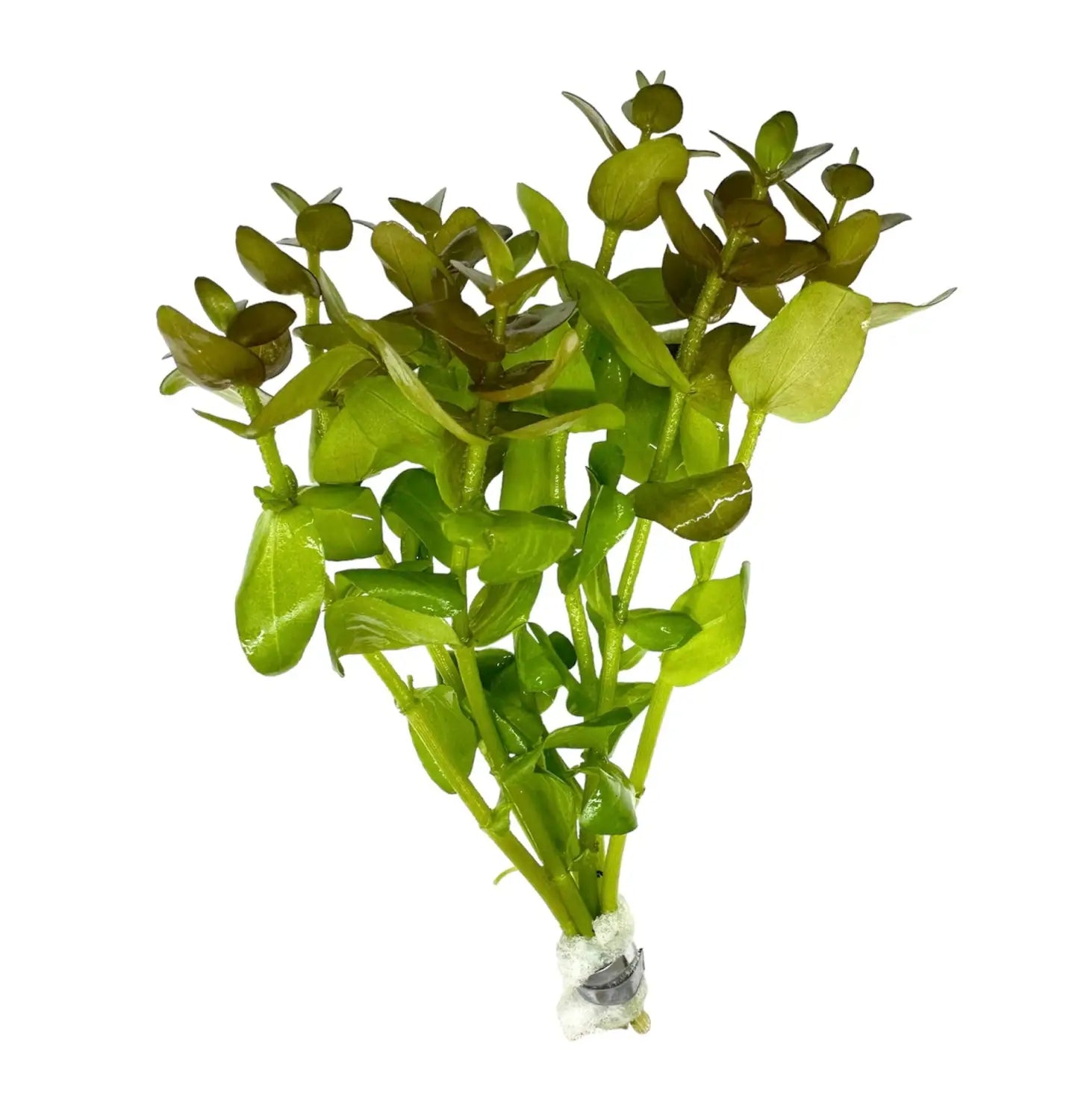 Bacopa Caroliniana Red