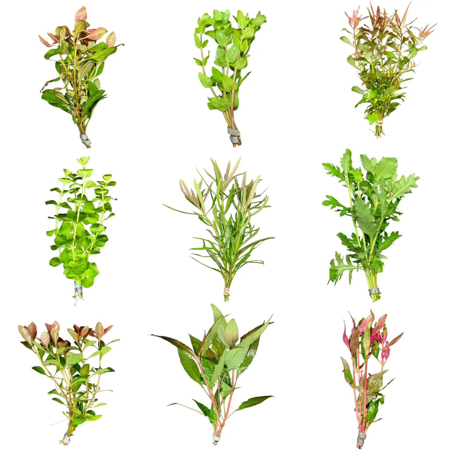 Beginner Aquarium Plant Pack Six Easy Green Favorites