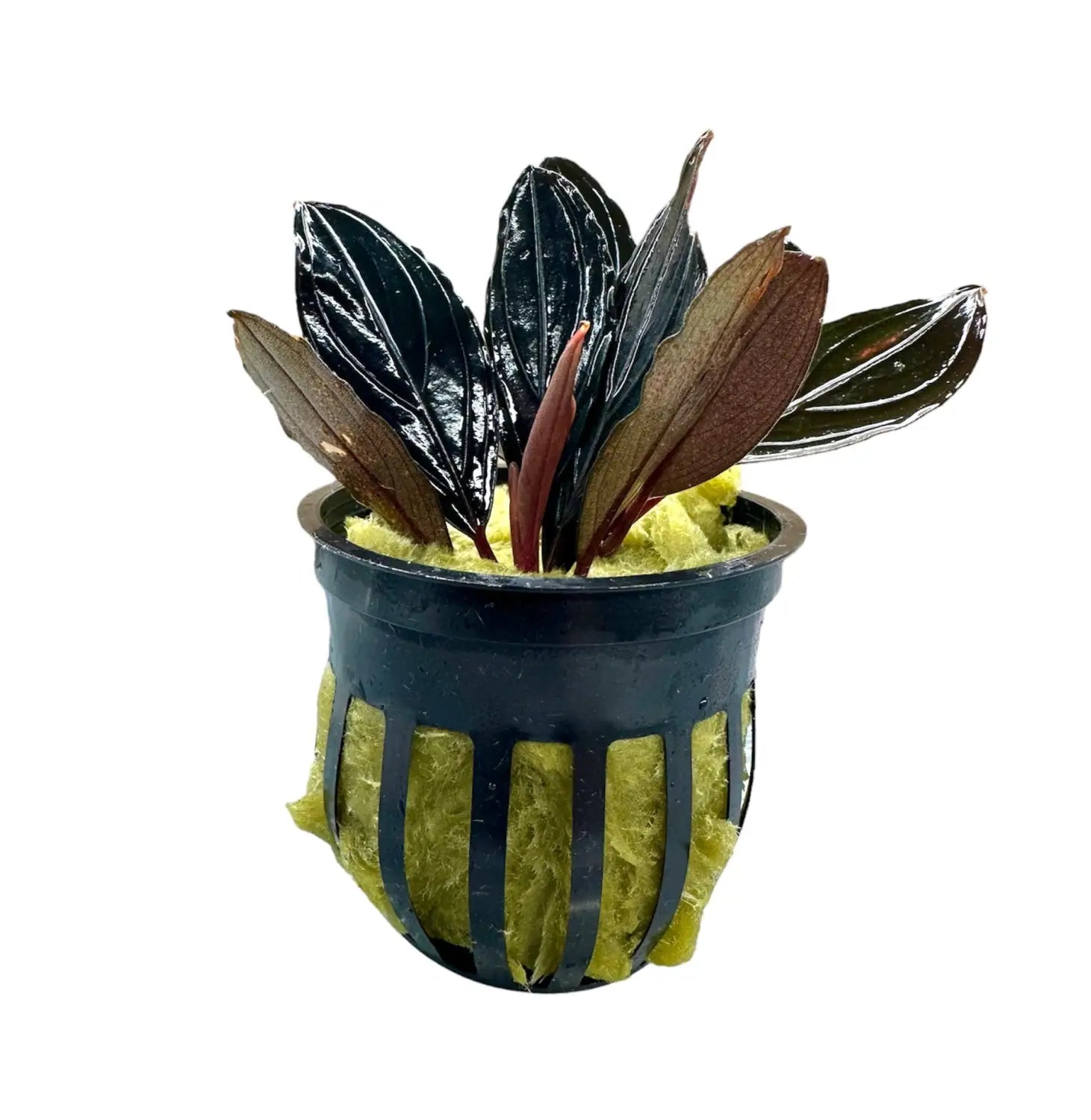 Bucephalandra Dark Skeleton Rare Texture Accent | Aquatic Motiv