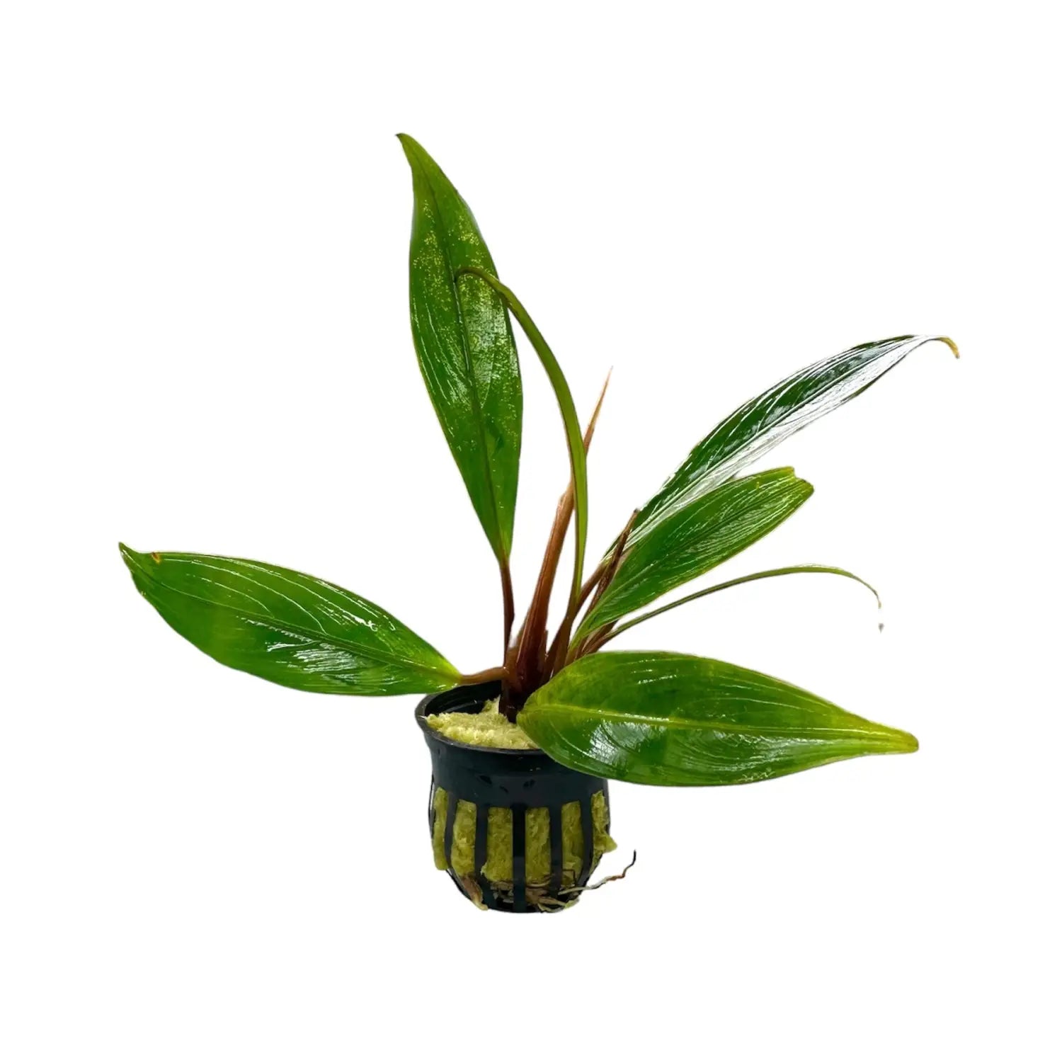 Bucephalandra Goliath Statement Rhizome for Aquascapes | Aquatic Motiv