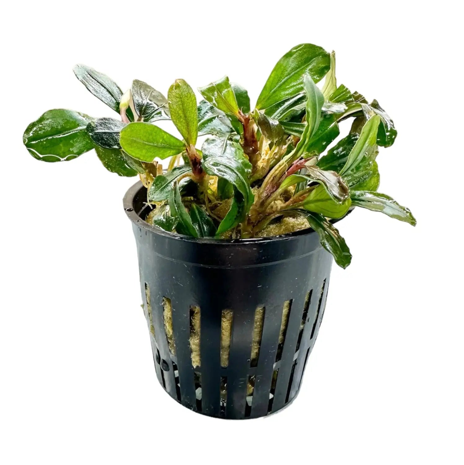 Bucephalandra Helena Compact Epiphyte for Planted Tanks | Aquatic