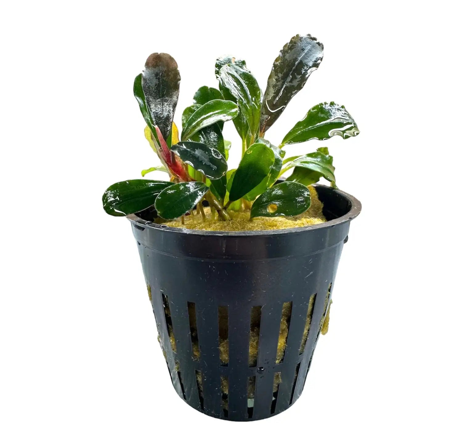 ブセファランドラ hell fire pv Bucephalandra Hellfire Deep Red Accents for Low Tech Tanks