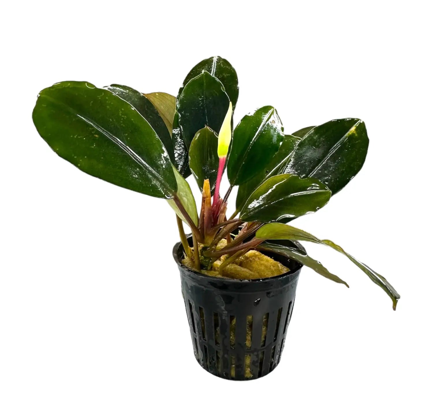 bucephalandra-pearl-grey- bucephalandra-pearl-grey-