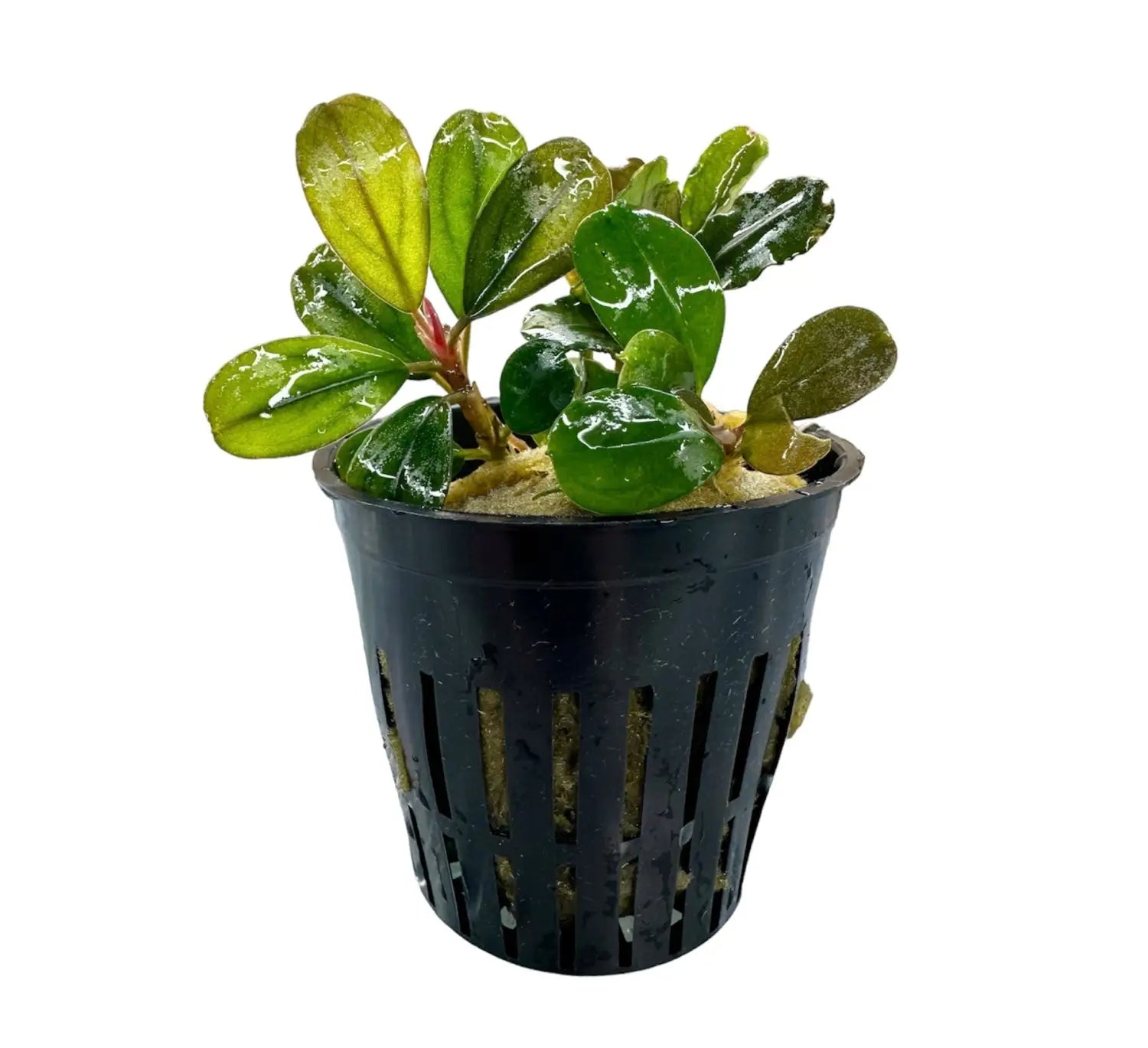 Bucephalandra Penelope Fine Texture for Detail Scapes | Aquatic Motiv
