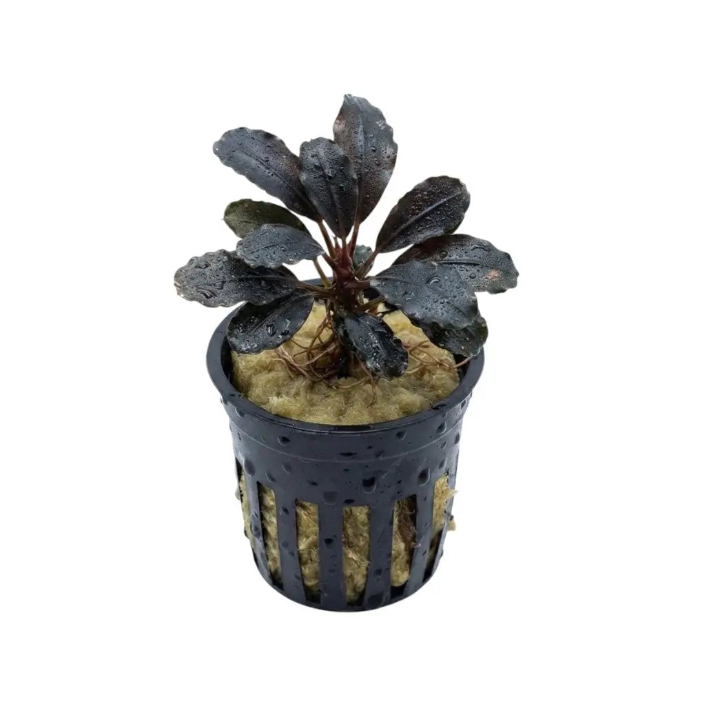 Bucephalandra Red Dagger - AquaticMotiv