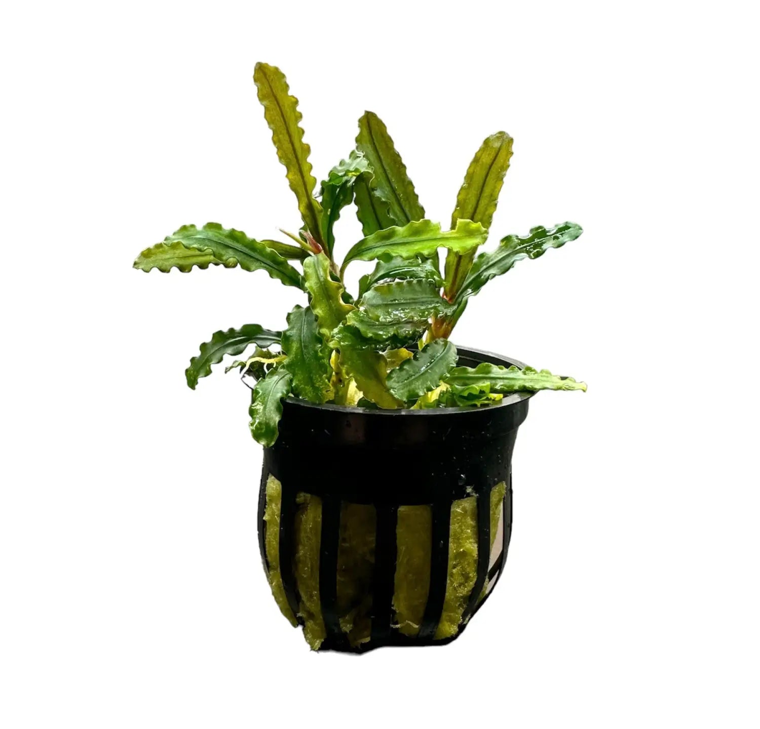 bucephalandra-velvet-plants-