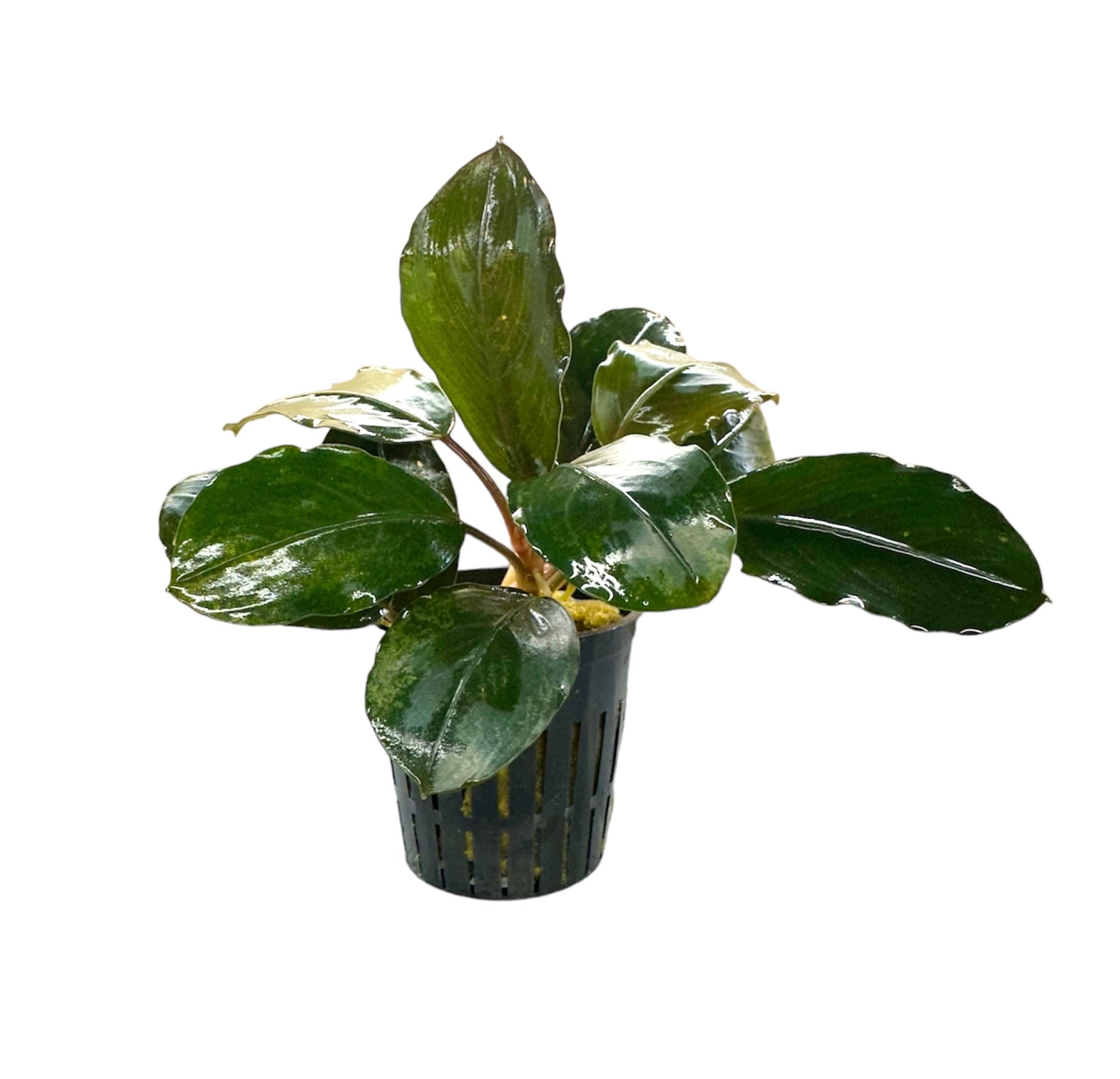 Bucephalandra Round Silver