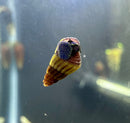 Baby Rabbit Snails x4 (Tylomelania Sp.) - AquaticMotiv