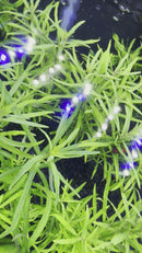 Pogostemon Stellatus (Narrow-Leaf) Pot