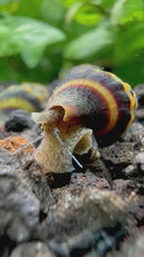 3 Assassin Snails (Clea helena)