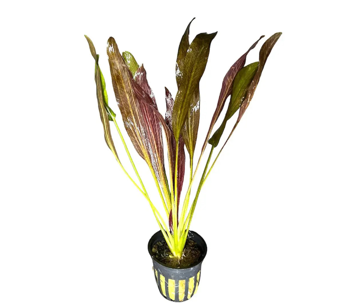 水草 Echinodorus sp. Teles Pires sparkle-sword-echinodorus-sp-