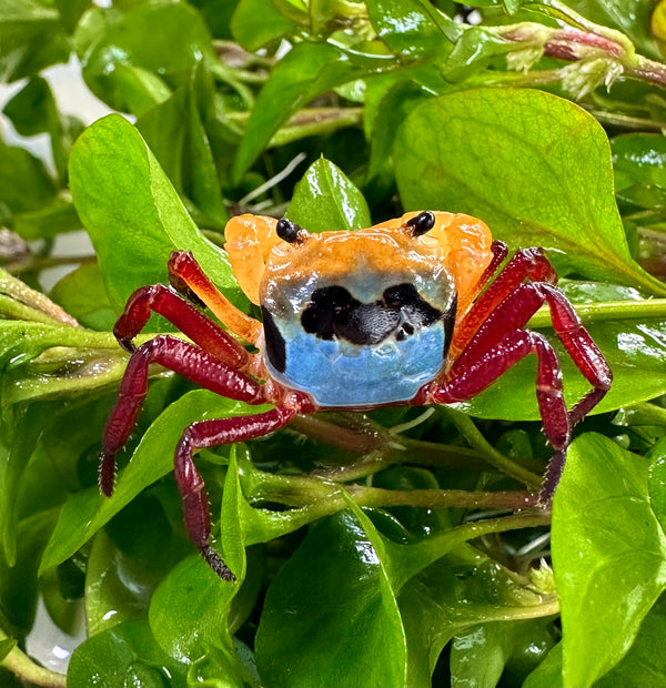 Tricolor Borneo Crab (Lepidothelphusa sp) (SHIPPED OVERNIGHT ONLY) - [AquaticMotiv]