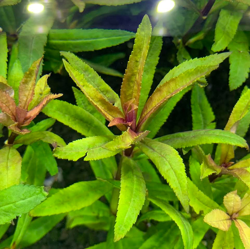 Pogostemon Stellatus Broad-Leaf - AquaticMotiv