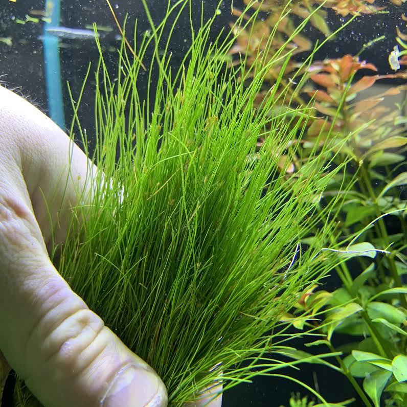 Dwarf Hairgrass (Eleocharis Parvula) - AquaticMotiv