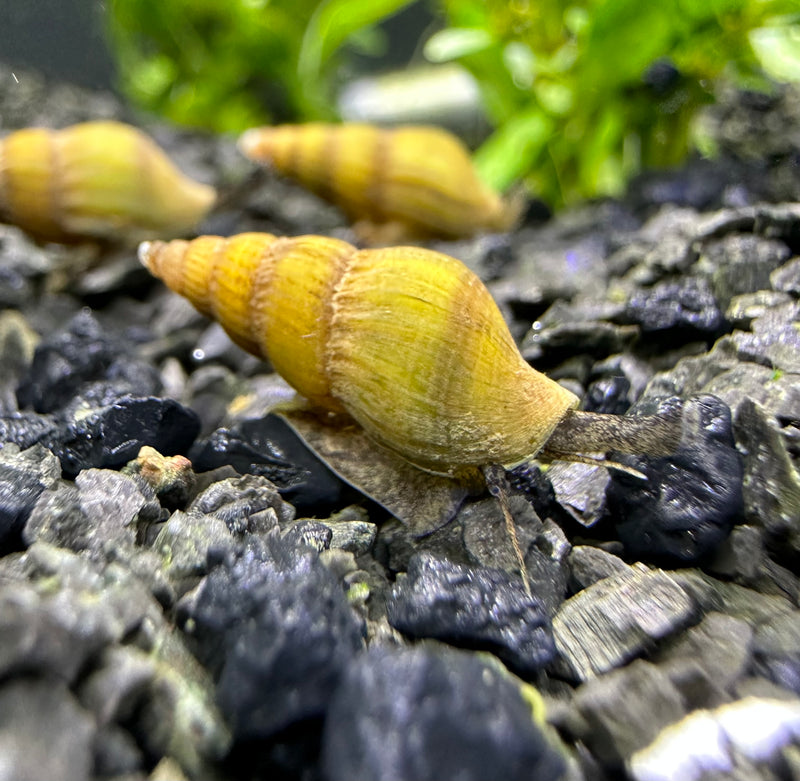 3 Blonde Assassin Snails (Clea Helena) - AquaticMotiv