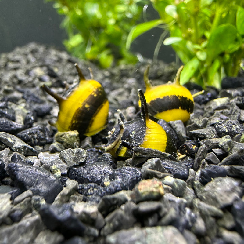 3 Zebra Thorn Nerite Snails (Clithon Diadema) - AquaticMotiv