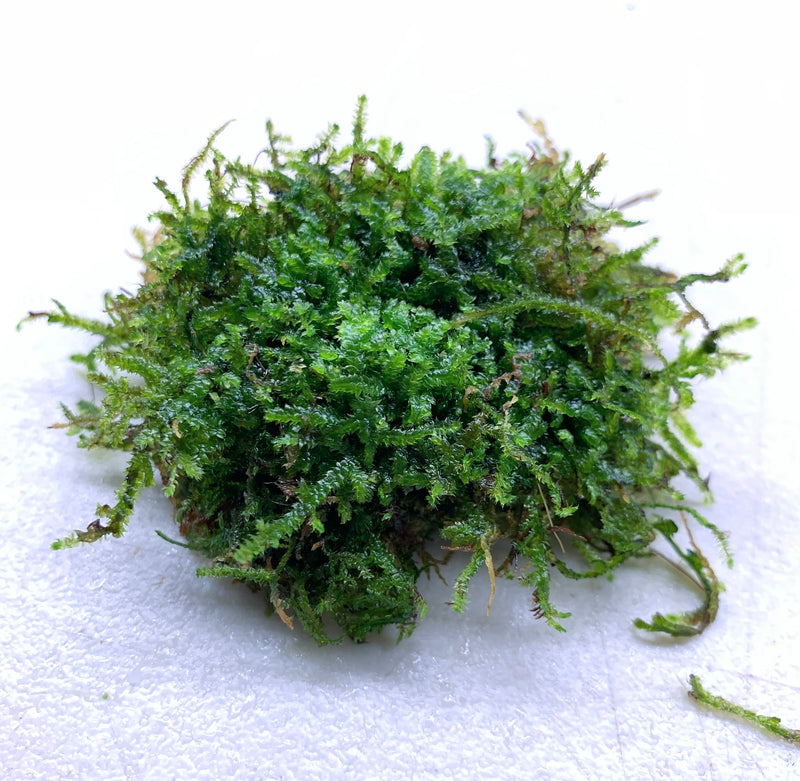 Christmas Moss (Vesicularia Montagnei) - AquaticMotiv