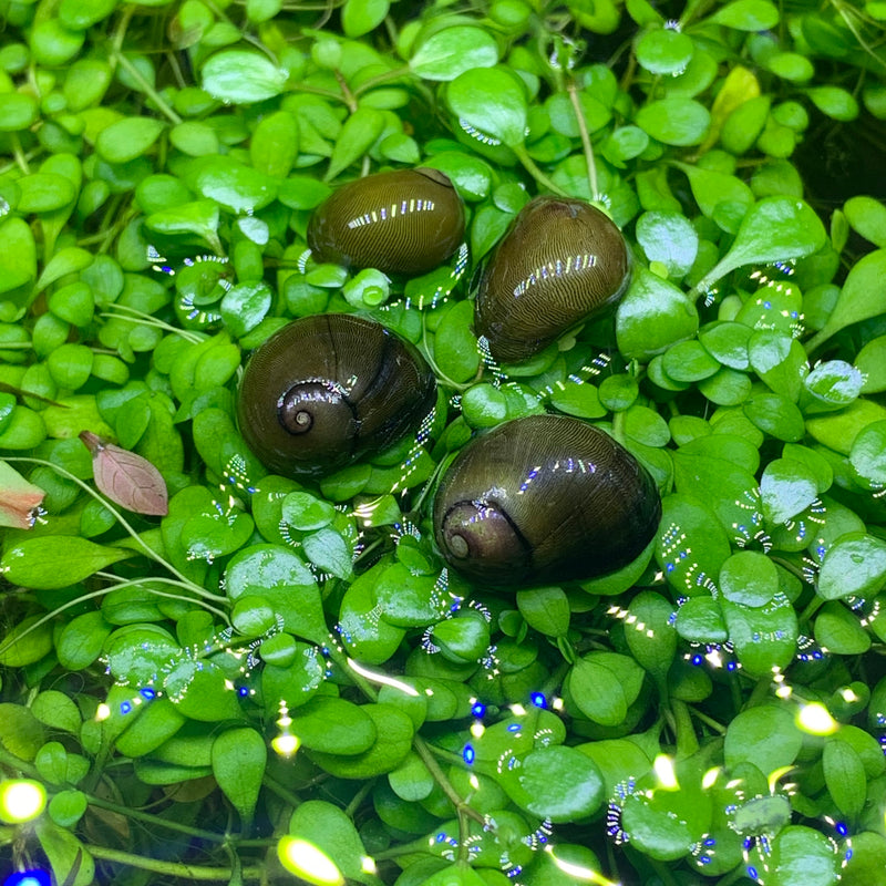 3 Olive Nerite Snails - AquaticMotiv