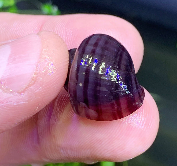 3 Purple Mystery Snails (Pomacea Bridgesii) - AquaticMotiv