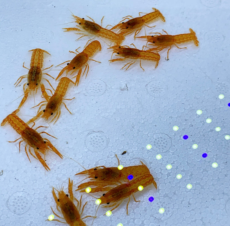 Orange Dwarf Mexican Crayfish (Cambarellus patzcuarensis) - AquaticMotiv