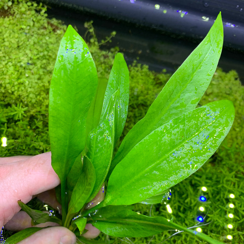 Amazon Sword Plant (Echinodorus amazonicus) - AquaticMotiv