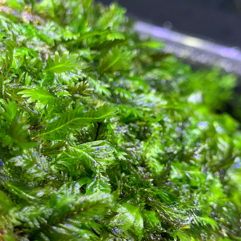Fissidens Nobilis Moss MAT (Fissidens Nobilis) - AquaticMotiv