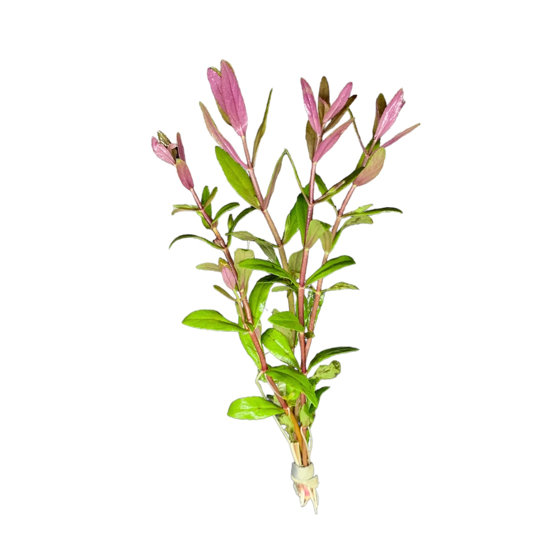 Limnophila Aromatica — Buce Plant