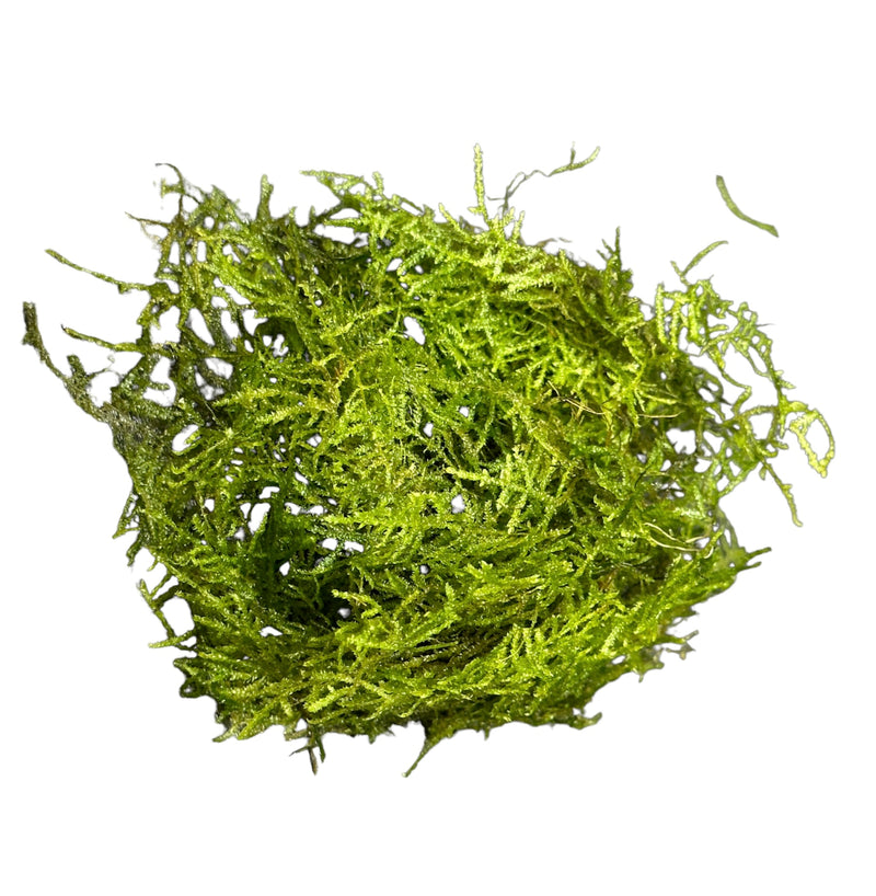 Weeping Moss (Vesicularia Ferriei) - AquaticMotiv