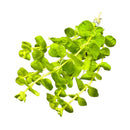 Golden Lloydiella (Lysimachia nummularia 'Aurea') - AquaticMotiv