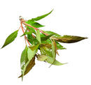 Hygrophila Salcifolia (Hygro. Blue) - AquaticMotiv