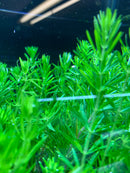 Pogostemon Erectus Potted - AquaticMotiv