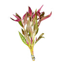 Alternanthera Reineckii Lilacina - AquaticMotiv