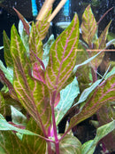 Alternanthera Reineckii Rosanervig - AquaticMotiv