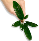 Anubias Afzelii - AquaticMotiv