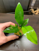 Anubias Assorted 3 Pack Small - AquaticMotiv