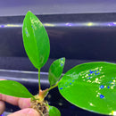 Anubias Hastifolia - AquaticMotiv