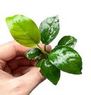 Anubias Nana (Dwarf Anubias) - AquaticMotiv