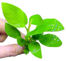 Anubias Nana 'Golden Coin' - AquaticMotiv