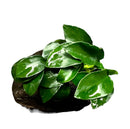 Anubias Nana Petite on Driftwood - AquaticMotiv