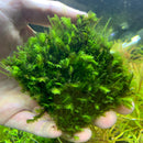 Fissidens Nobilis Moss MAT (Fissidens Nobilis) - AquaticMotiv