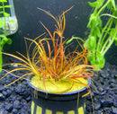 Juncus Repens 'Red Form' Pot - AquaticMotiv